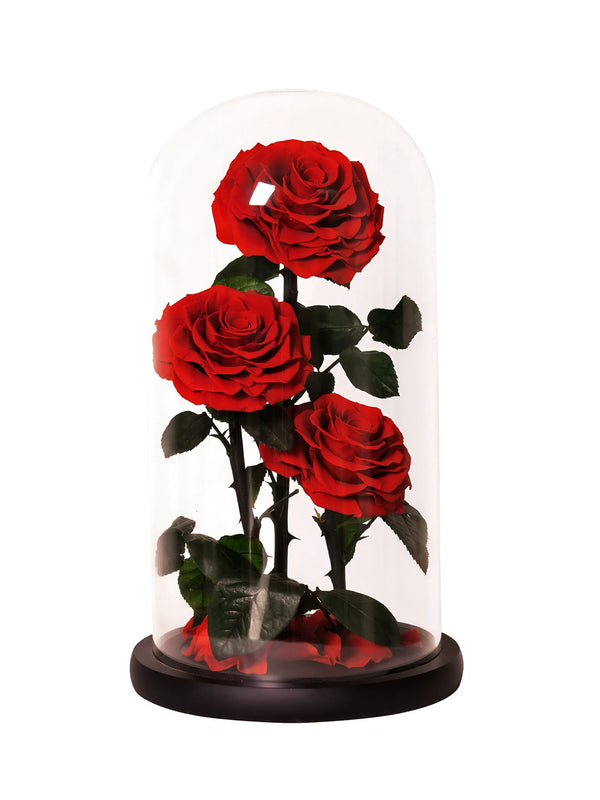 Three preserved red roses in tall glass dome