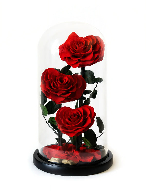 Three real preserved red roses under a clear glass dome with black base