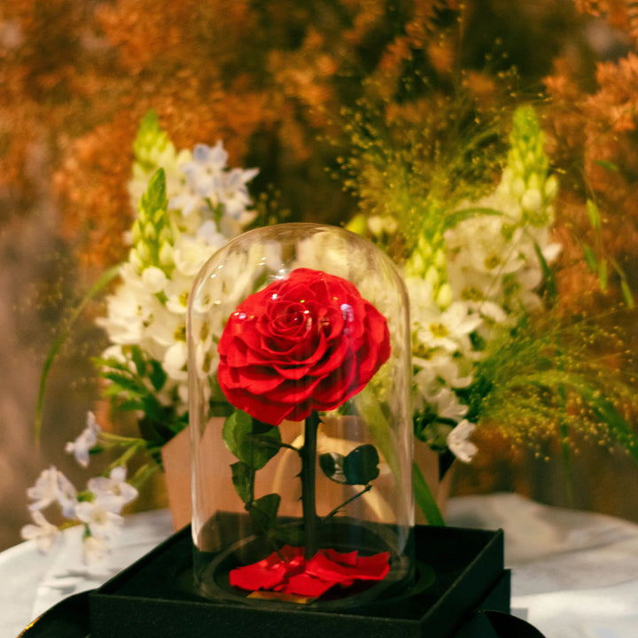 Everlasting red rose under glass dome arranged in the house