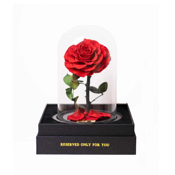 Single preserved red rose in a glass dome with black base, romantic Beauty and the Beast inspired forever flower gift
