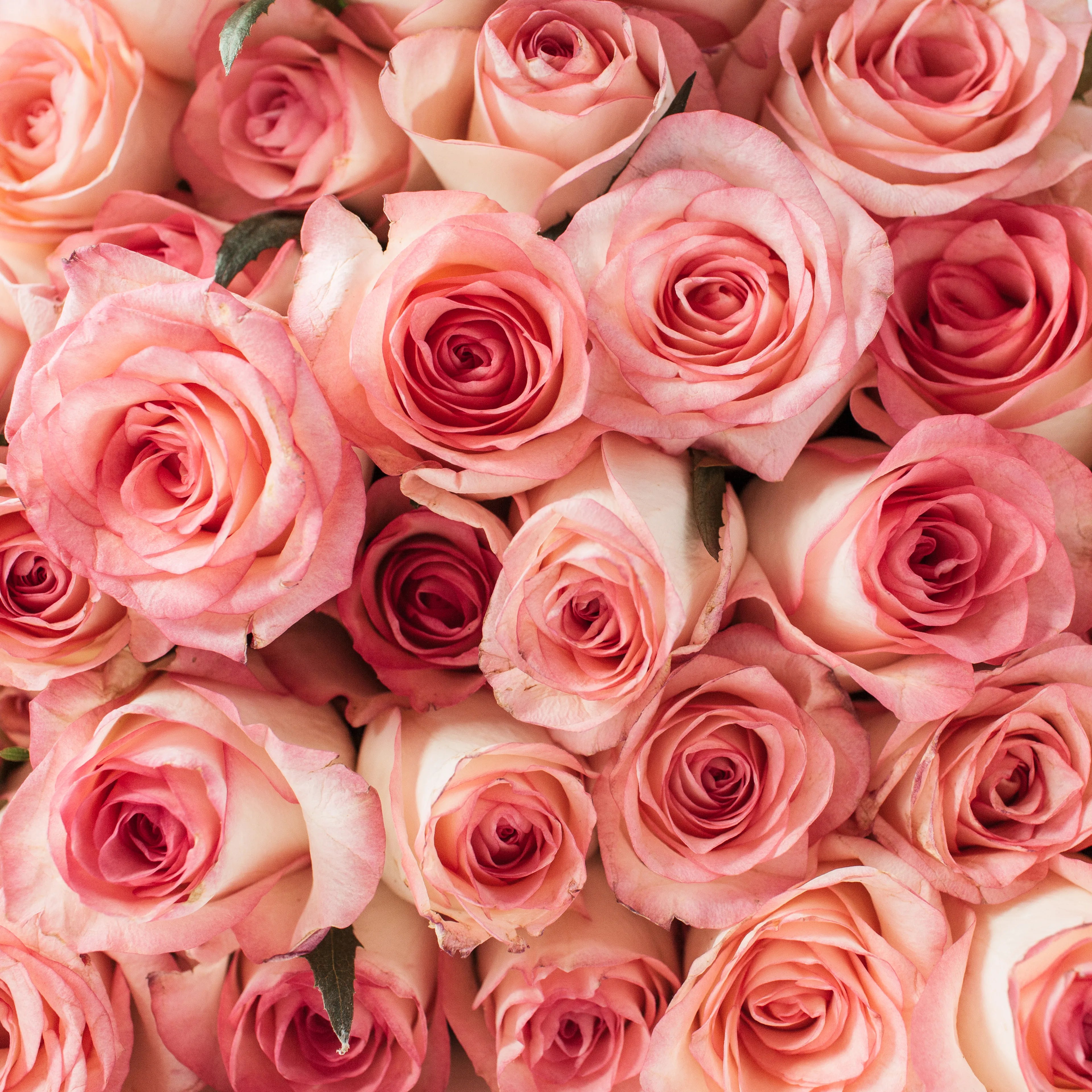 EVERBLOOM | Luxury Everlasting Flowers & Preserved Roses Australia ...