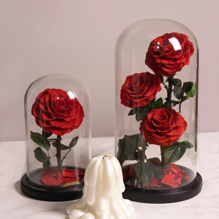 red roses preserved under domes for home decor