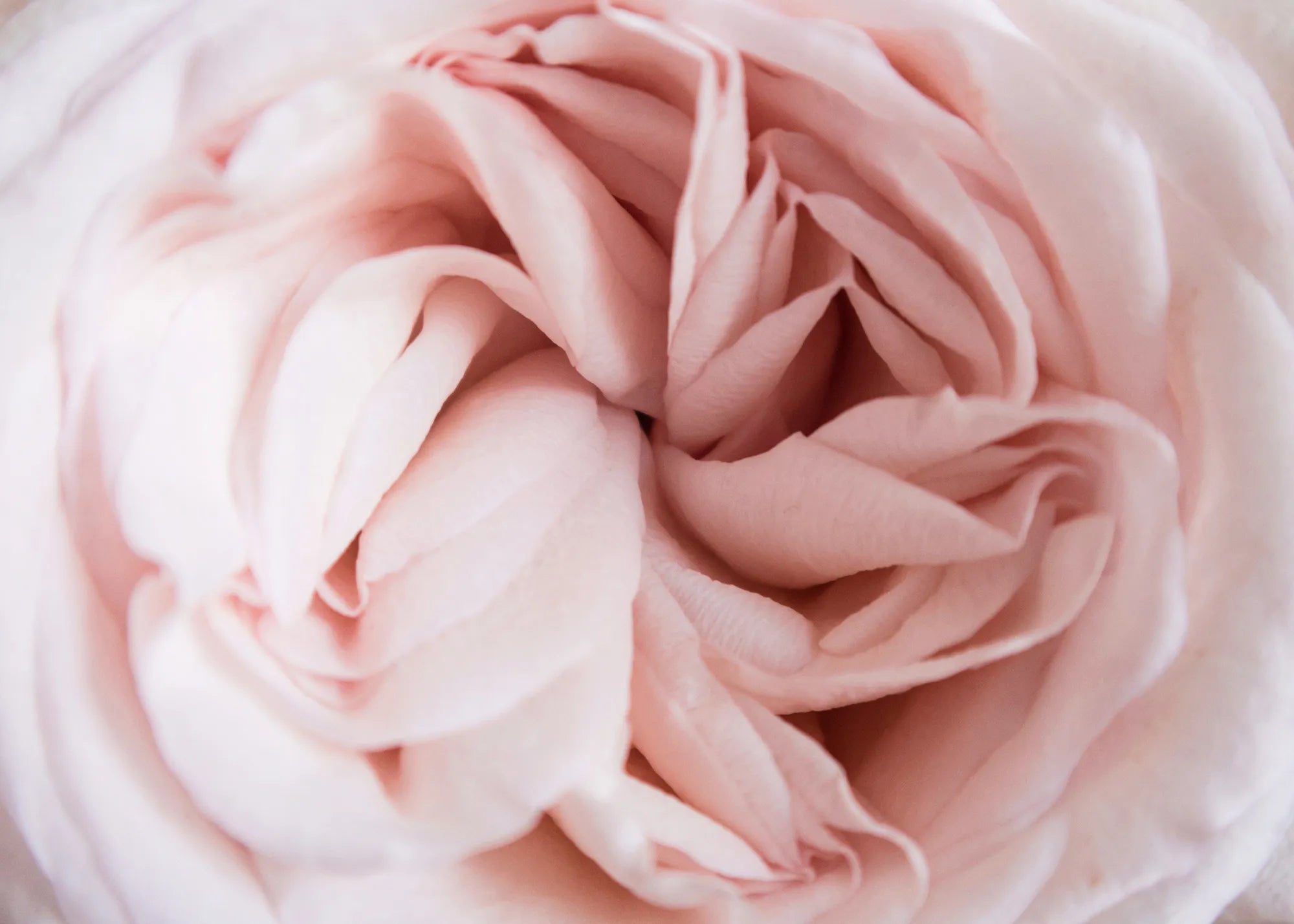 EVERBLOOM | Luxury Everlasting Flowers & Preserved Roses Australia ...