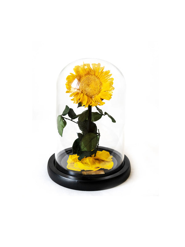 The Little Forever Sunflower