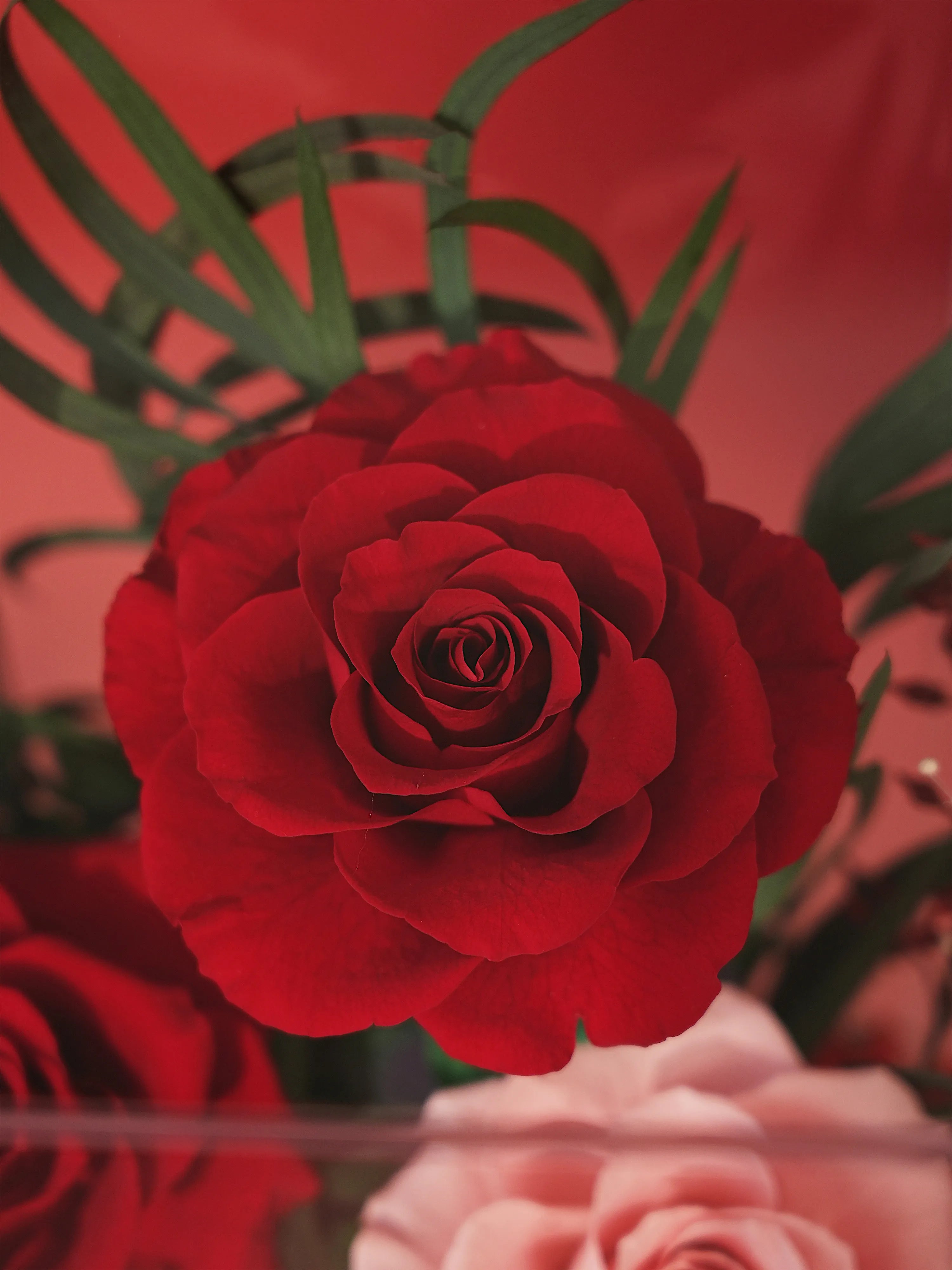 Close-up of a preserved red rose from the Scarlet Embrace Red octagon flower box