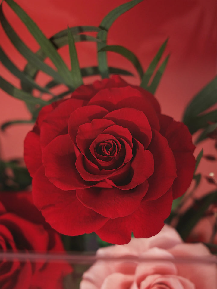 Close-up of a preserved red rose from the Scarlet Embrace Red octagon flower box