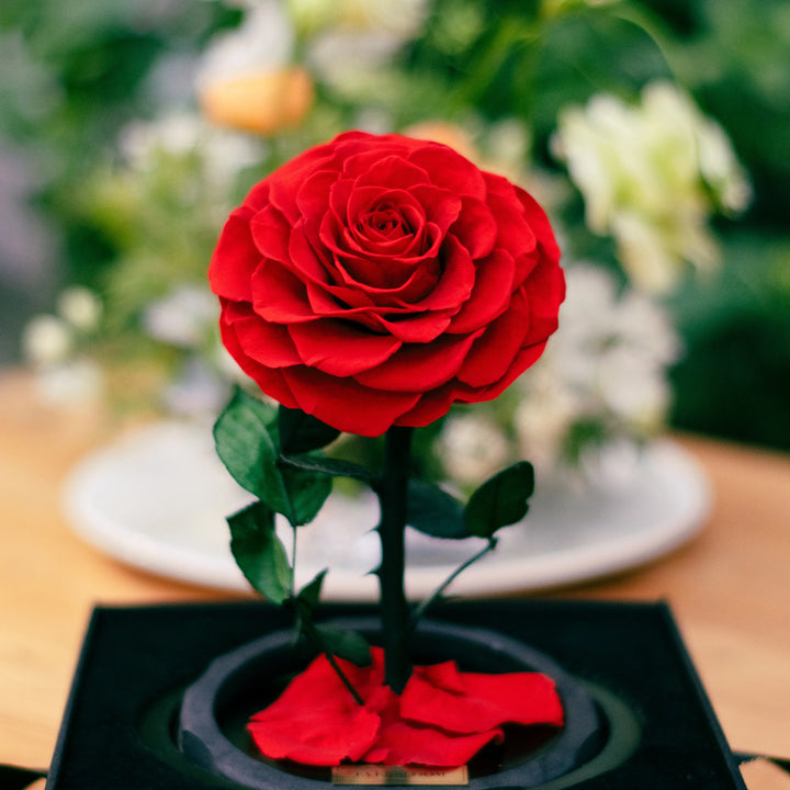 Close-up of a preserved red rose, romantic flower gift