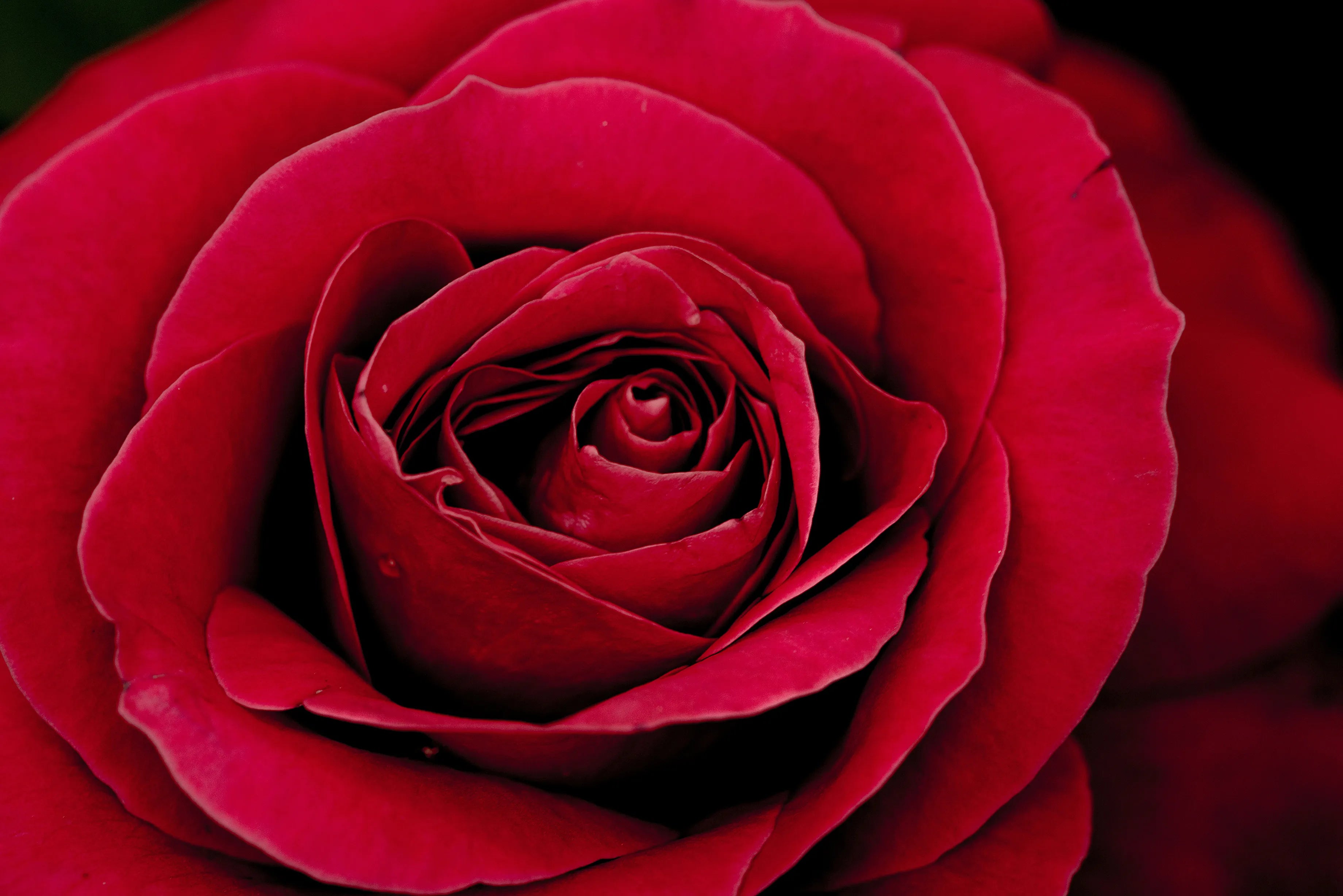EVERBLOOM | Luxury Everlasting Flowers & Preserved Roses Australia ...